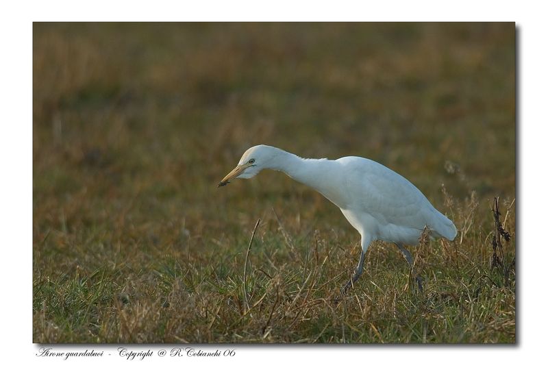 Airone guardabuoi - Bubulcus ibis